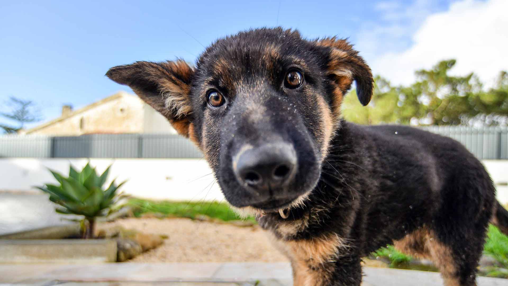 Teaching Young Children to Respect Dogs