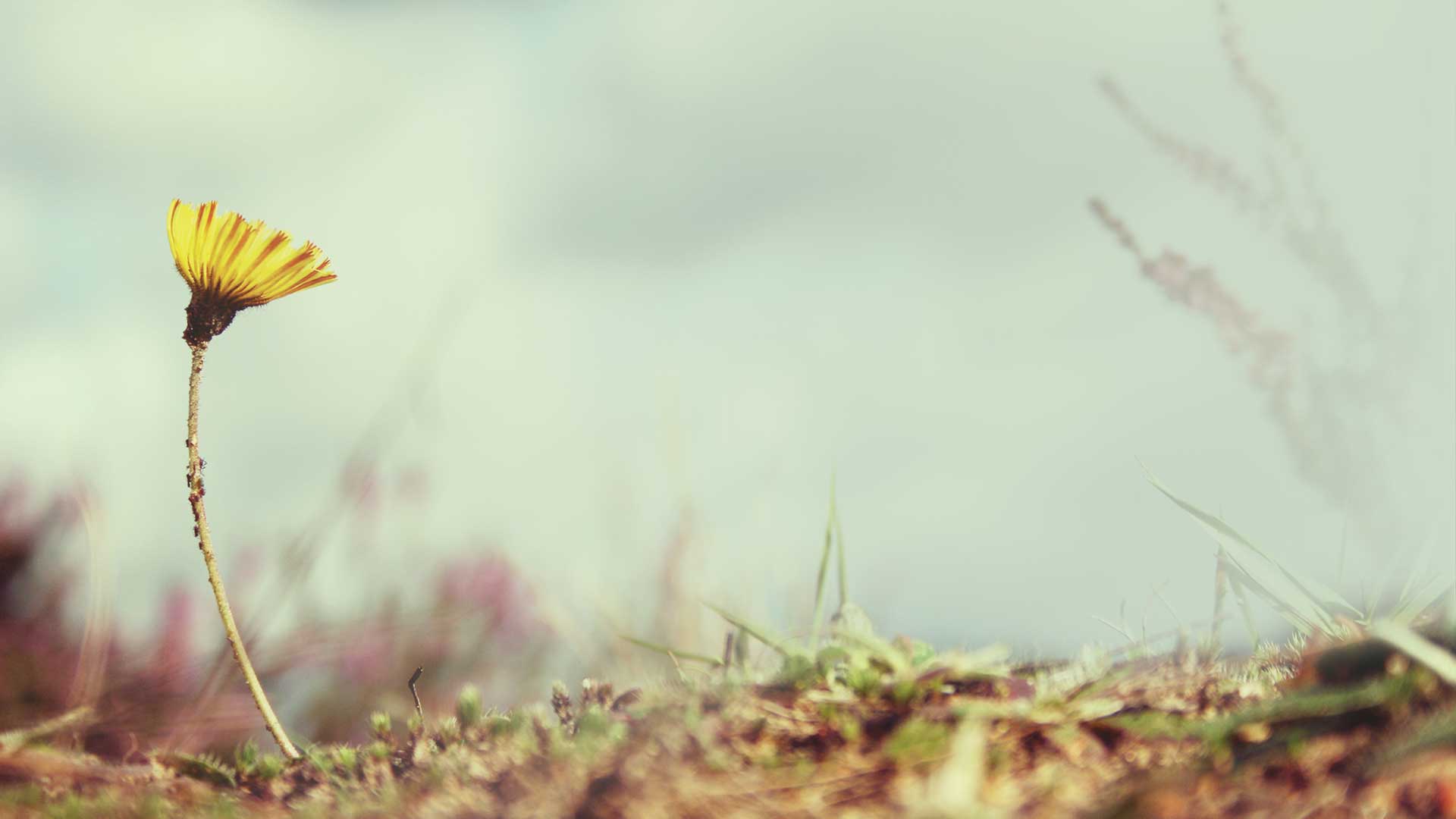 Rediscovering Nature