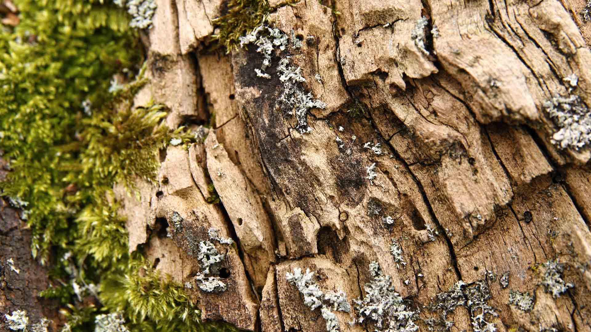 Rotted wood on playground