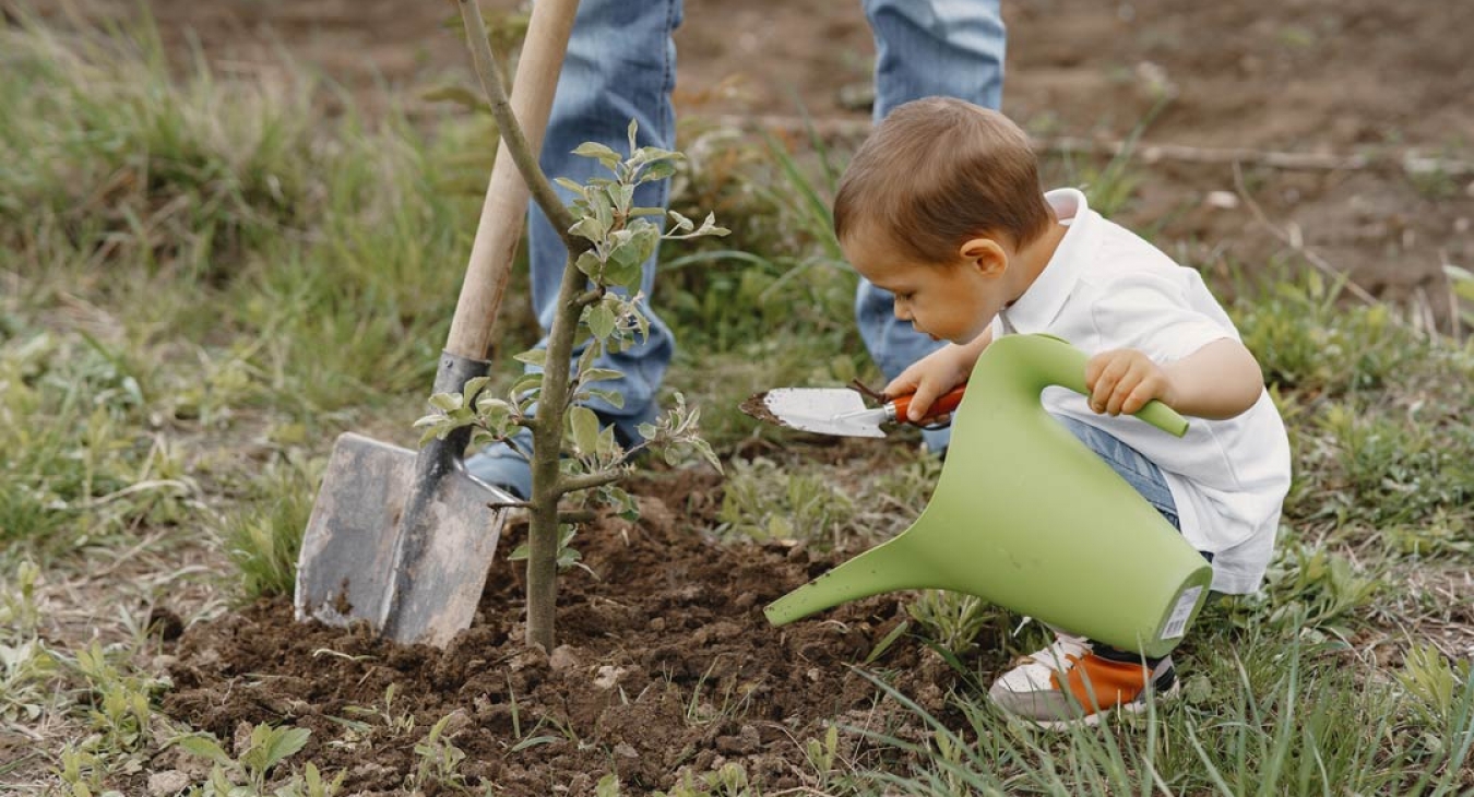 young child planting a tree