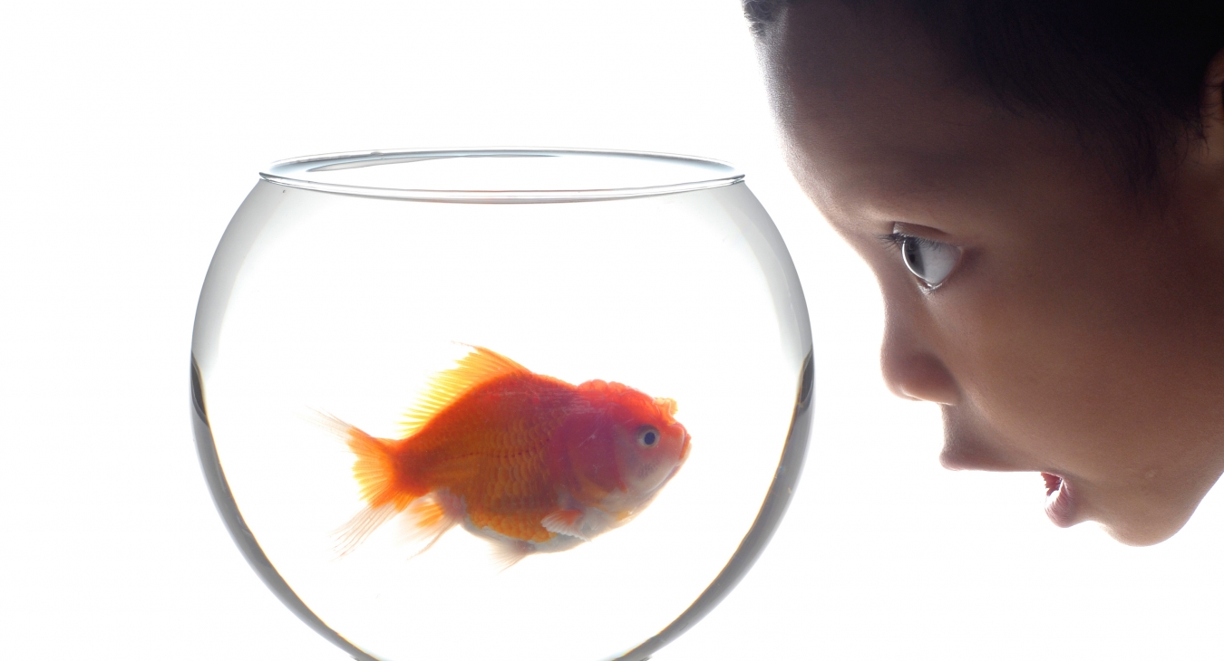 kid looking at a goldfish in a fishbowl