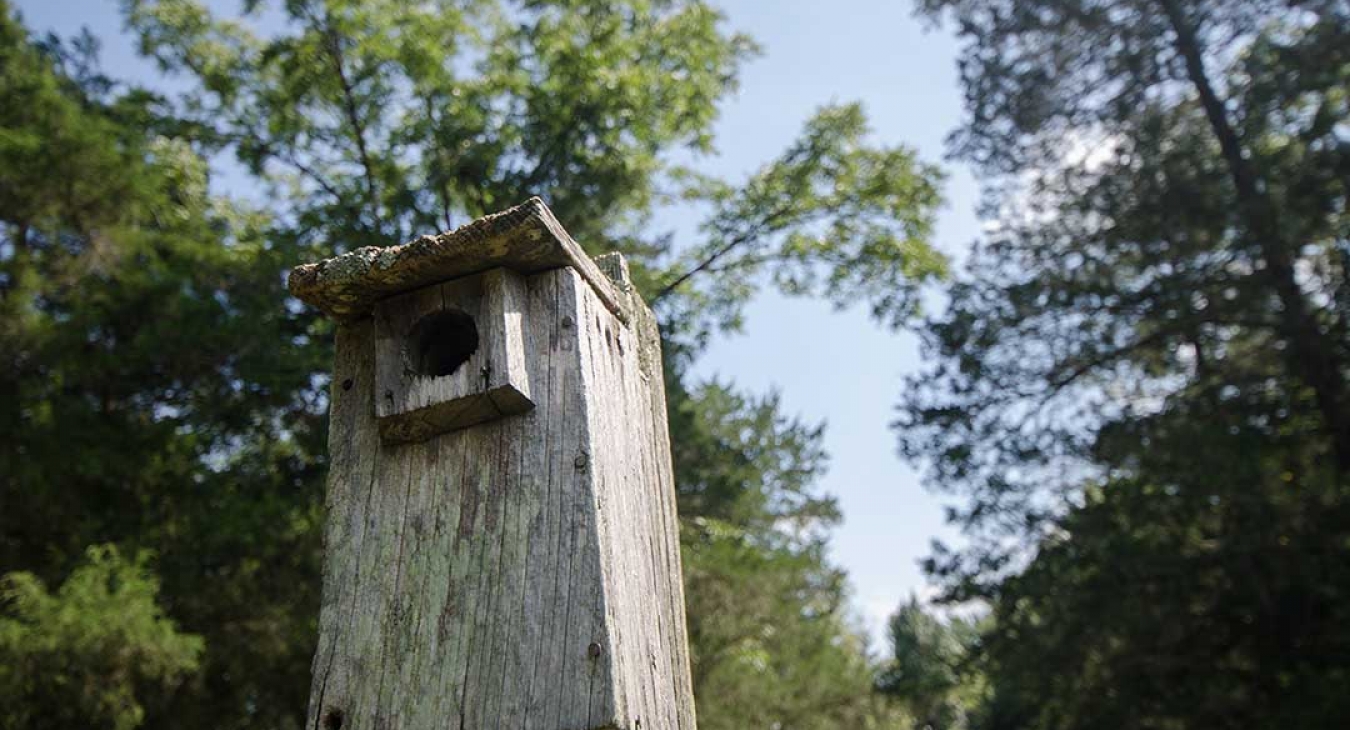 6 Amazing Hands-On Activities To Teach Your Kids Woodworking Skills