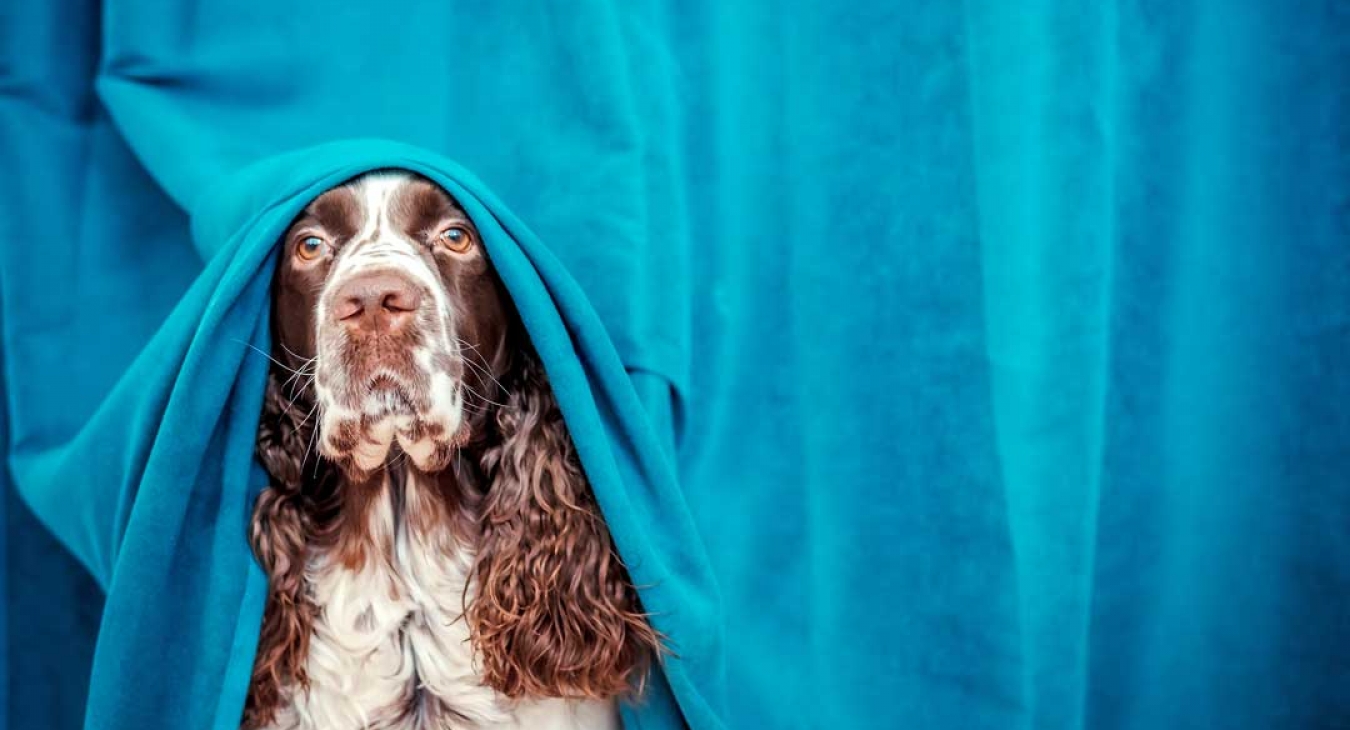 5 Signals That Your Dog is Stressed at a Dog Park