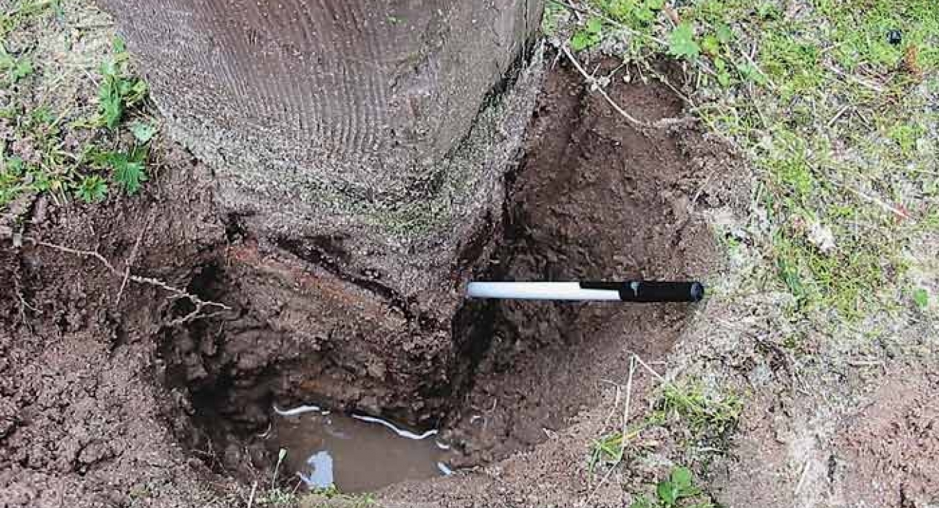 Rotten Wood Playground