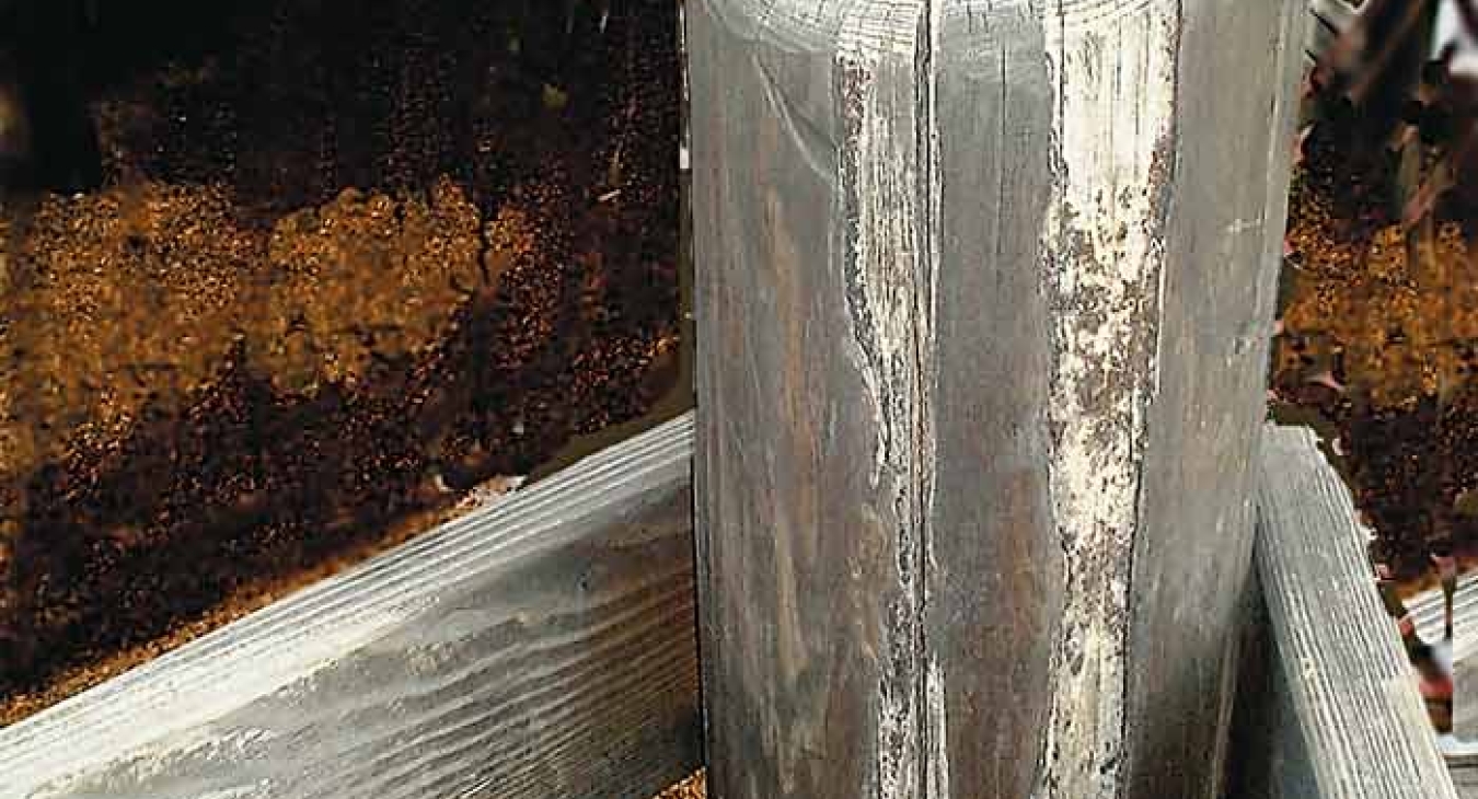 Rotten Wood Playground