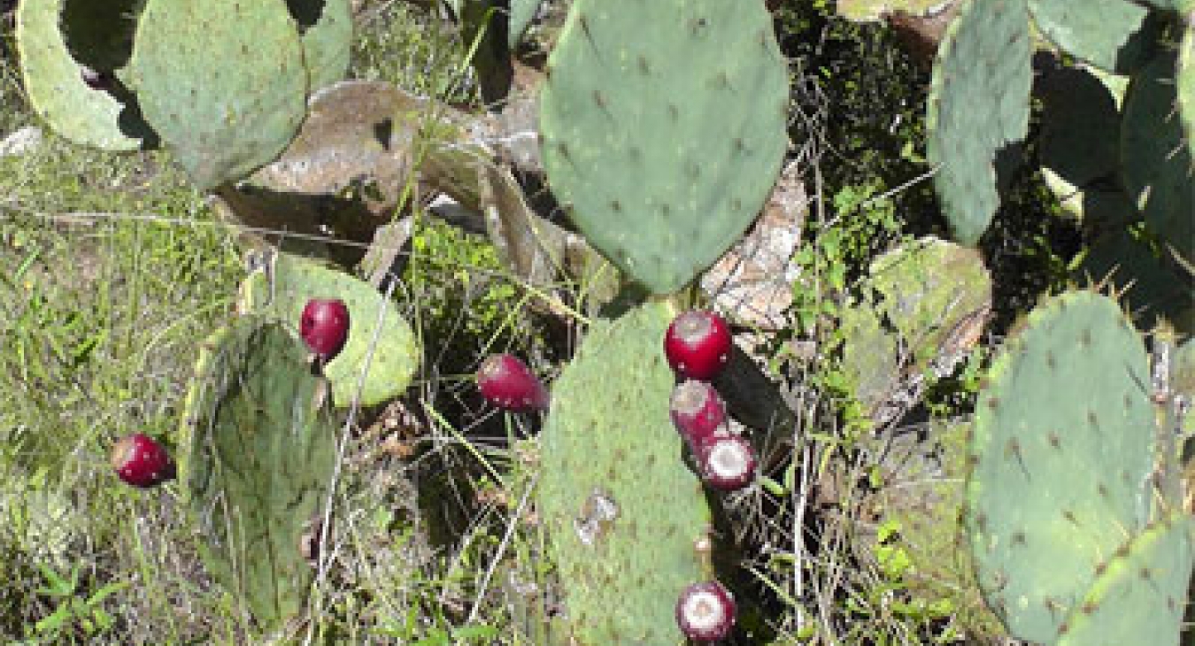 Riverwalk - Dr John Sutterby