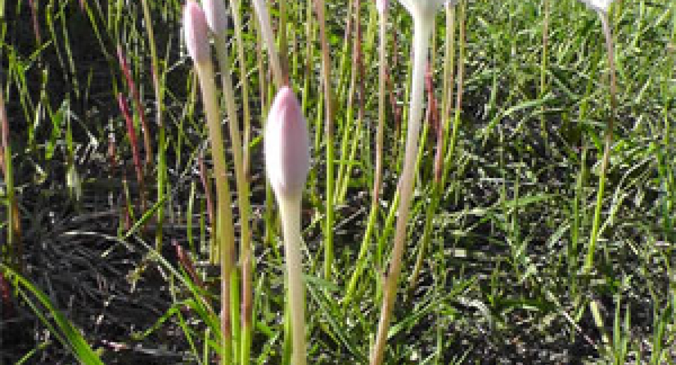 Riverwalk - Dr John Sutterby