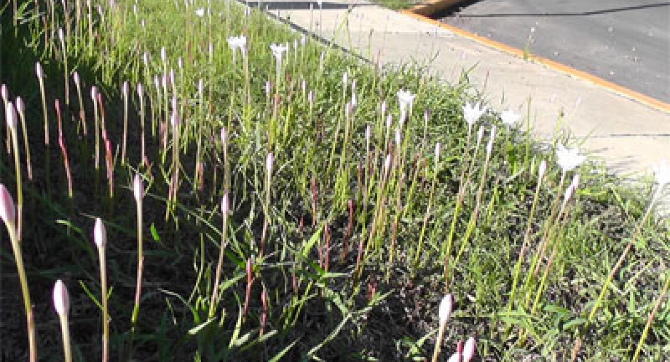 Riverwalk - Dr John Sutterby