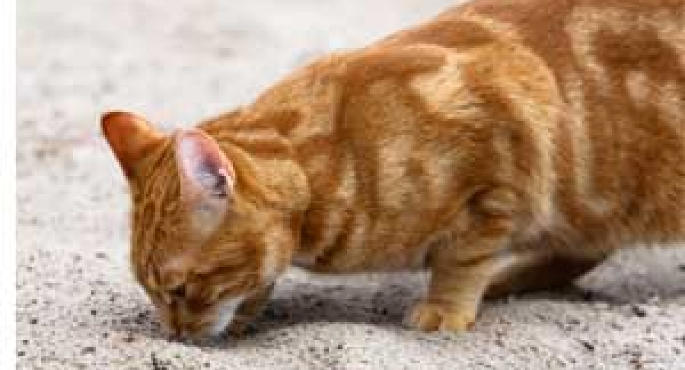 Cat in playground sand