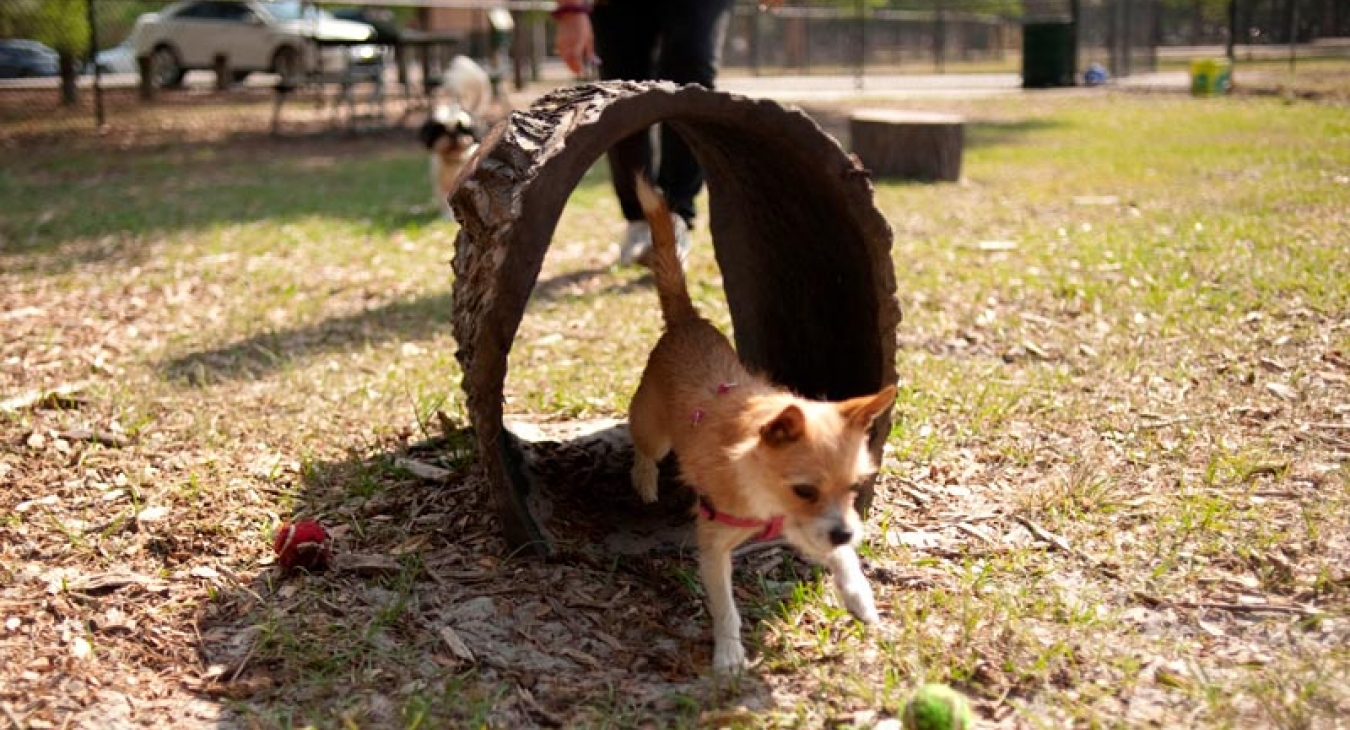 Benefits of Dog Parks