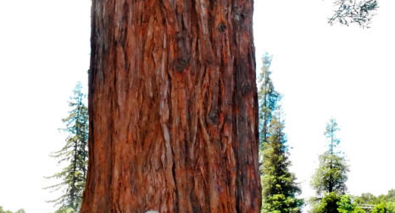 The Importance of Outdoor Play