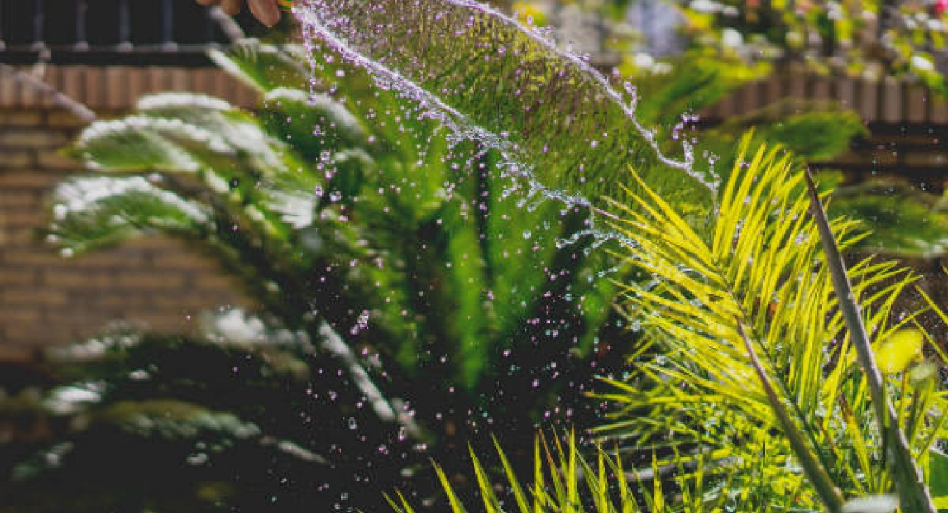 Take care of plants in the yard for a great place to play.