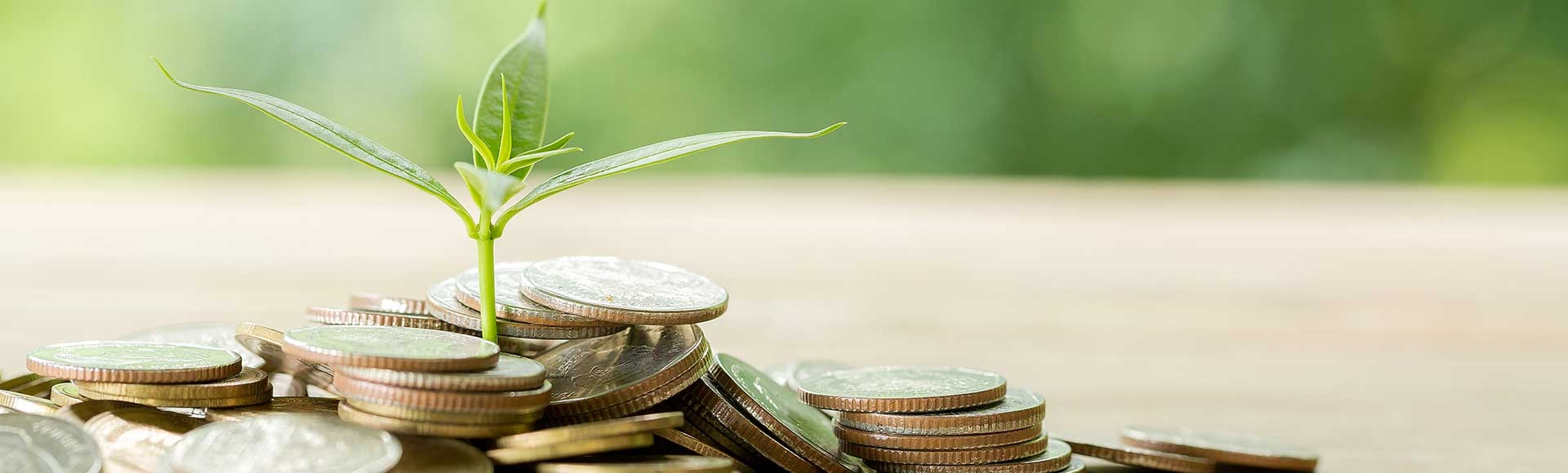 sapling growing out of a pile of quarters