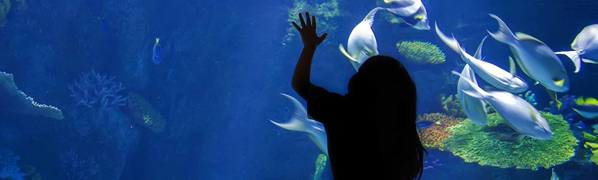kid looking at fish in an underwater aquarium