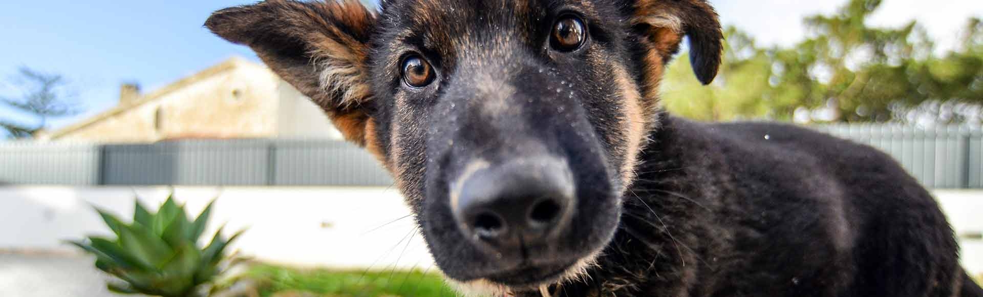 Teaching Young Children to Respect Dogs