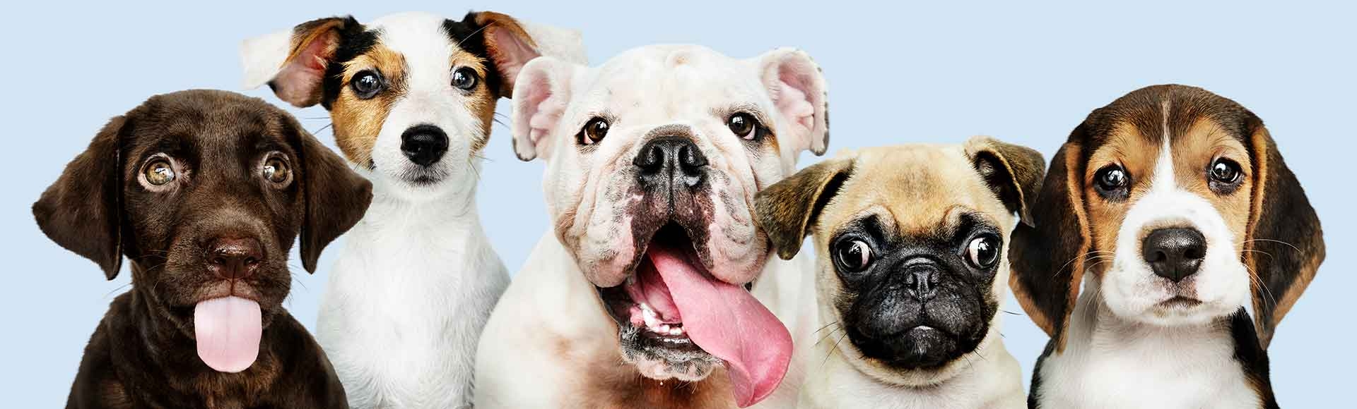 How To Encourage The Best Dog Interactions With People At Parks