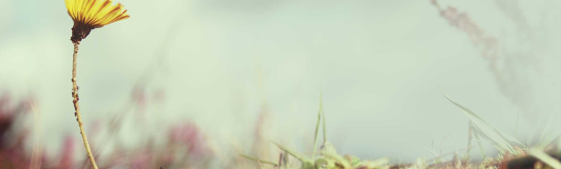 Rediscovering Nature