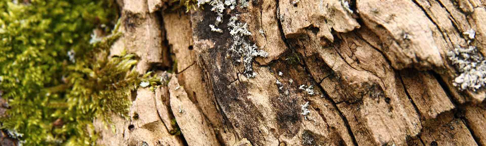 Rotten Wood Playground